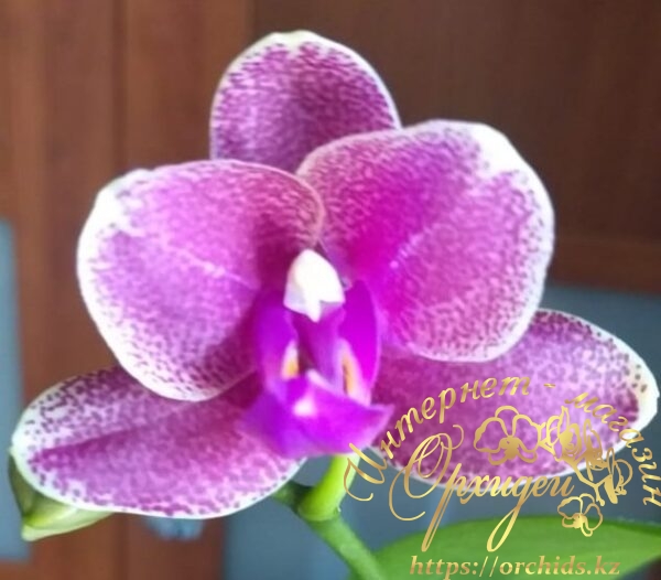 Ароматная розовая орхидея Phal. Allura Proteus