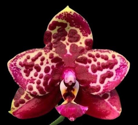 орхидея yaphon black rose bkm 13