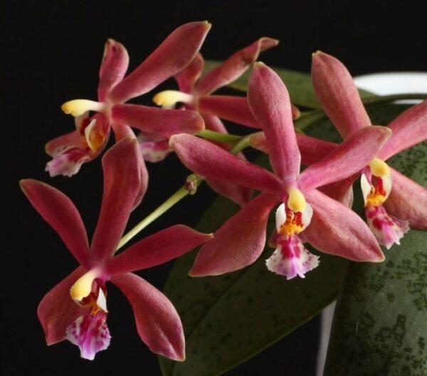 Гибридная орхидея pinlong cheris x mannii black