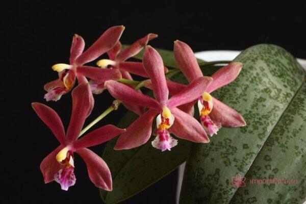 Phal. Bronze Maiden Rio