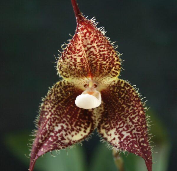 орхидея дракула химера