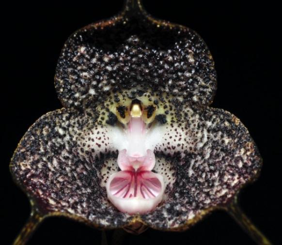 Орхидея Дракула Радиэлла