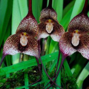 Экзотические орхидеи