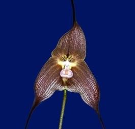Орхидея Дракула Трансильвания
