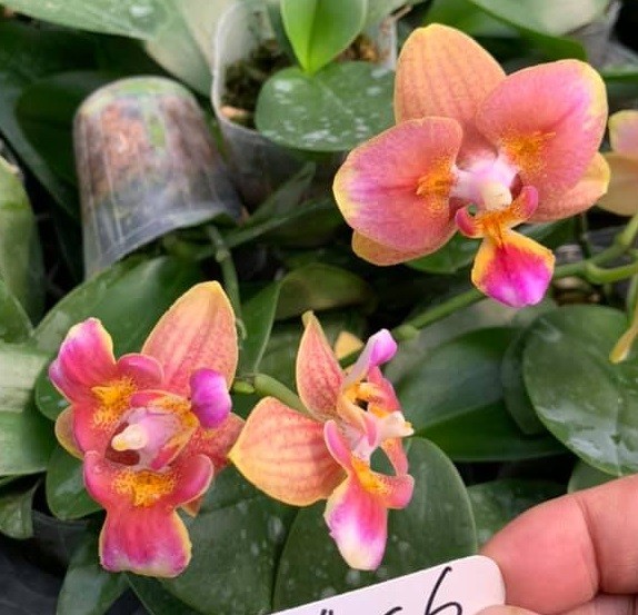 орхидея бабочка