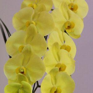 Орхидея Golden Apollon
