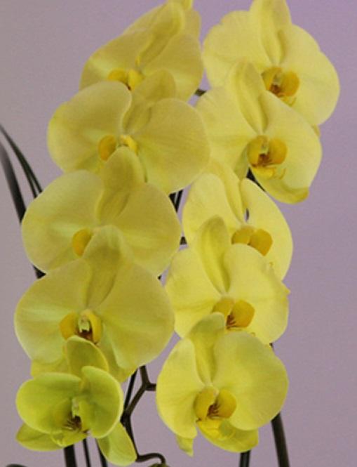 Орхидея Golden Apollon