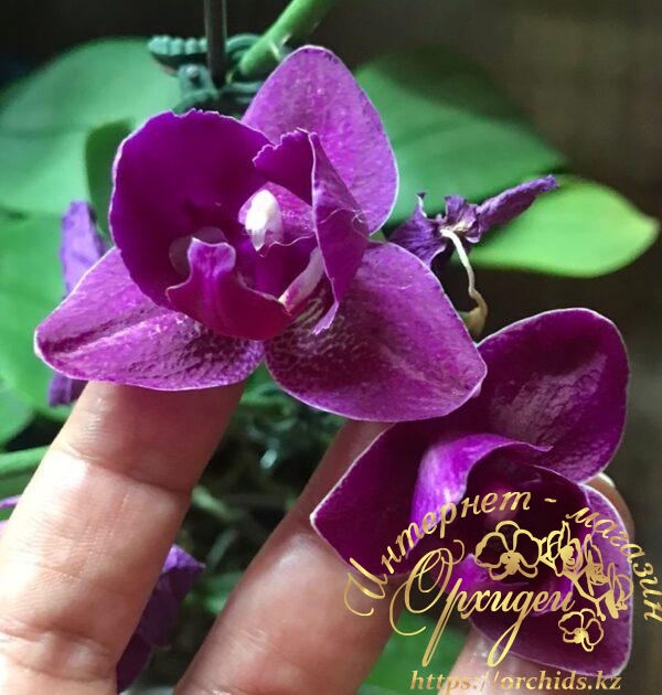 Сиреневая орхидея пелорик