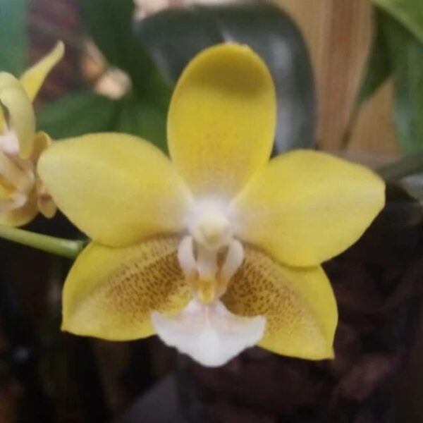 Орхидея Желтый шоколад