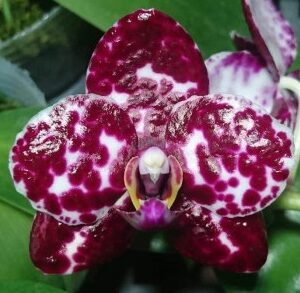Phal. Mituo Sunrise Snow Red