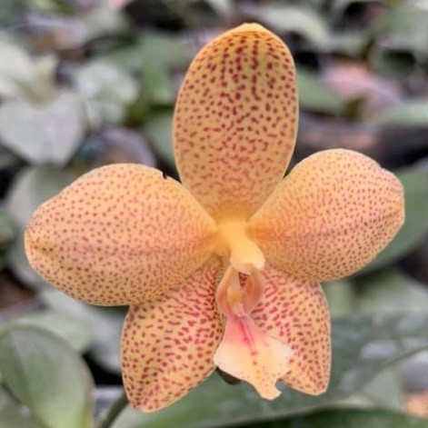 Первичный гибрид орхидей Gigantea x Sanderiana.