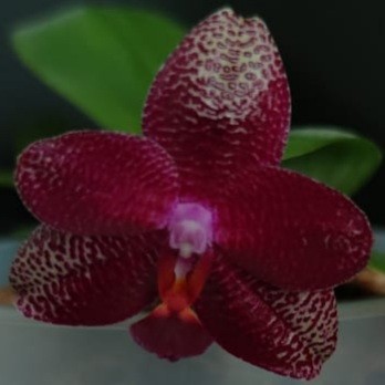 Орхидея Mituo King K-gold