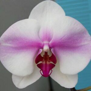 Phal. Butterfly