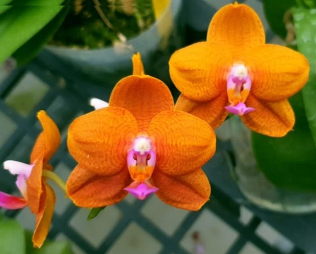 Phal. Allura Mars купить Алматы
