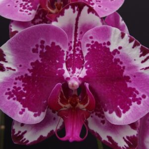 Phal. OX Red Lion