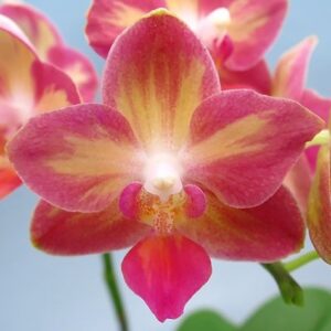 Phal.Tying Shin Smart