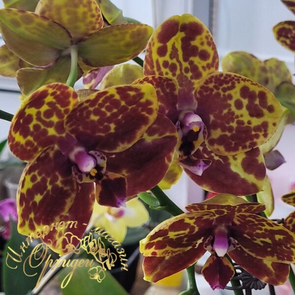 Орхидея Змеиная кожа (Phal. Green World Snakeskin) — изображение 4