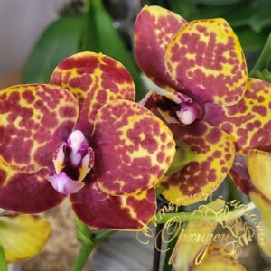 Орхидея Змеиная кожа (Phal. Green World Snakeskin)