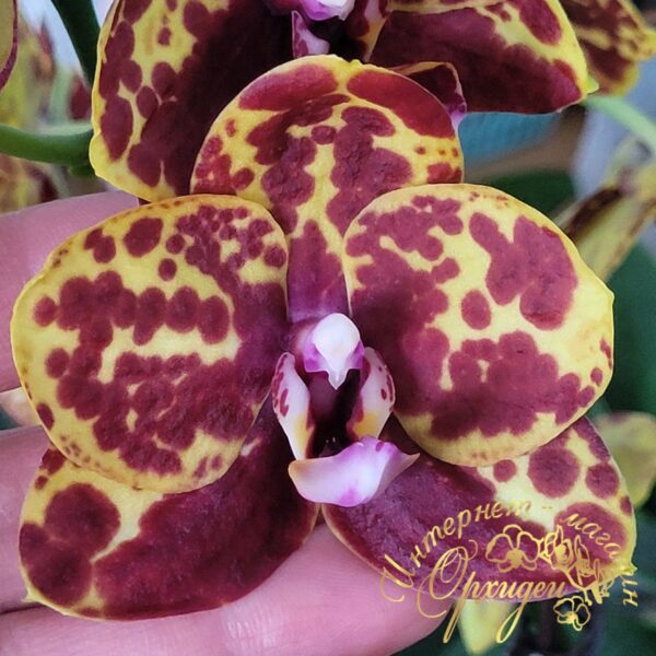 Орхидея Змеиная кожа (Phal. Green World Snakeskin) — изображение 3