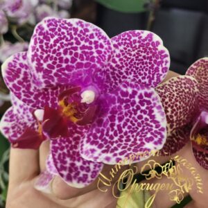 Phal. OX Red Sesame
