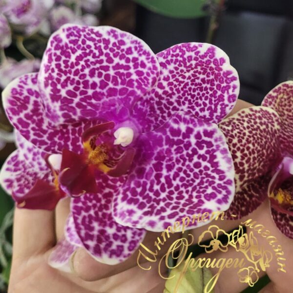 Phal. OX Red Sesame