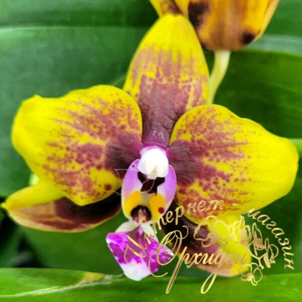 Phal. Allura Vesuvius