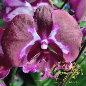 Phal. Allura Dracula