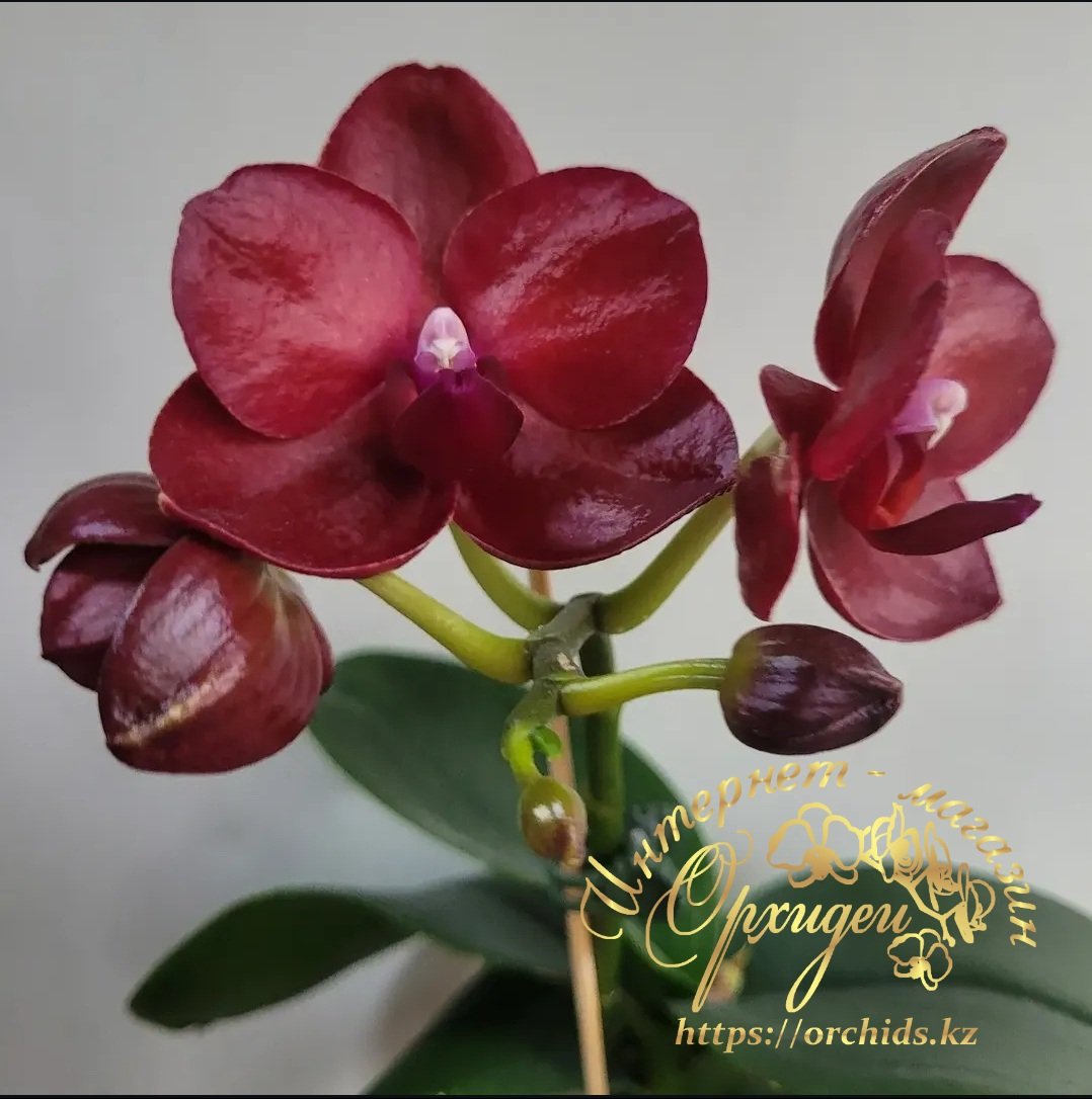 Phal. Haur Jih Fancy Red Jewel 3 Phal. Haur Jih Fancy Red Jewel — изображение 3
