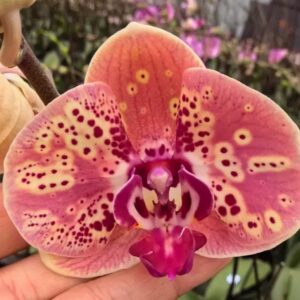 Phal. Wild Peach (Дикий Персик)