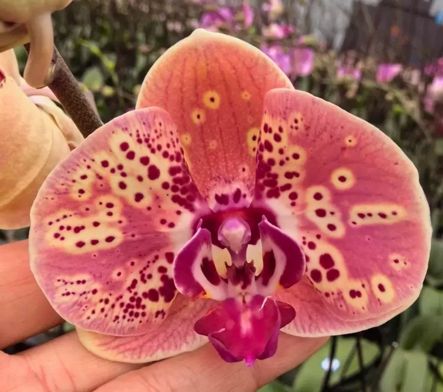 Phal. Wild Peach (Дикий Персик) 1 Phal. Wild Peach (Дикий Персик)