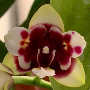 Phal. Yaphon Star Diamond AN 6601
