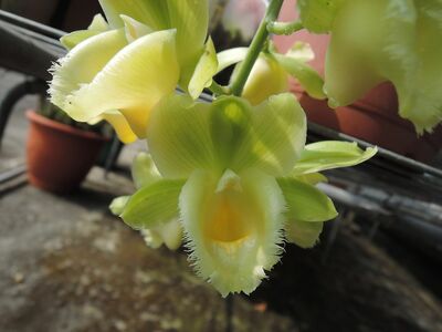 Clowesetum Wyche's Bumble Bee Jumbo Orchids BM/JOGA