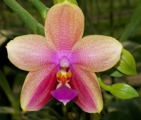 орхидея лиодоро