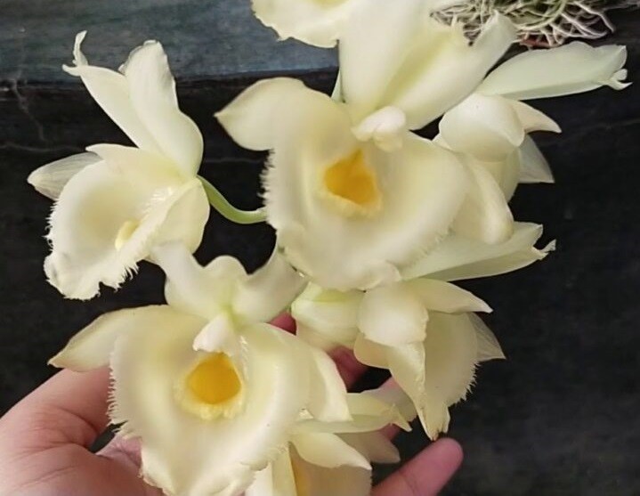 орхидея катасетум