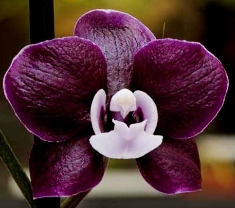 орхидея Каода Твинкл