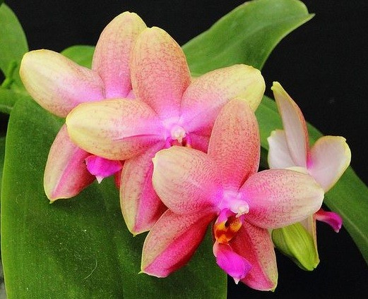 орхидея лиодоро