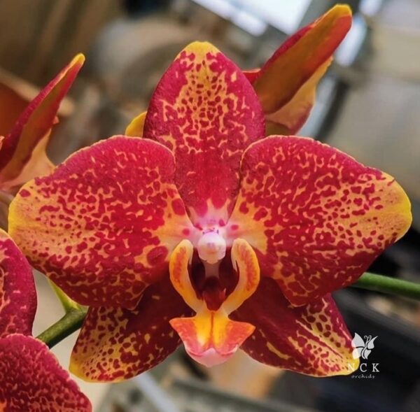 орхидея азиатский дракон