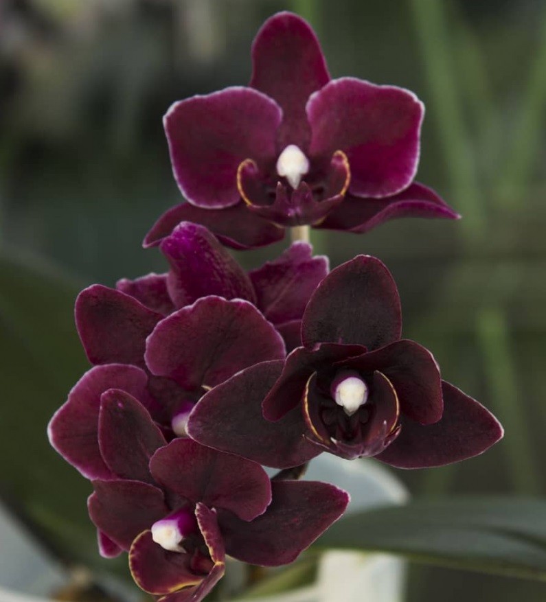 Phal. Miki Black Angel купить