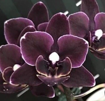 Phal. Miki Black Angel купить