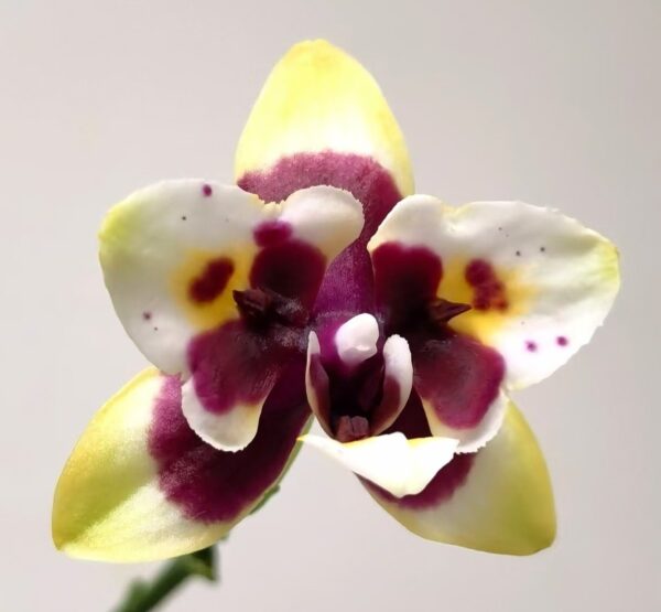 Phal. Yaphon Star Diamond AN 6601 — изображение 3