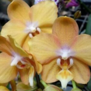 Phal. I-Hsin Maple Valley