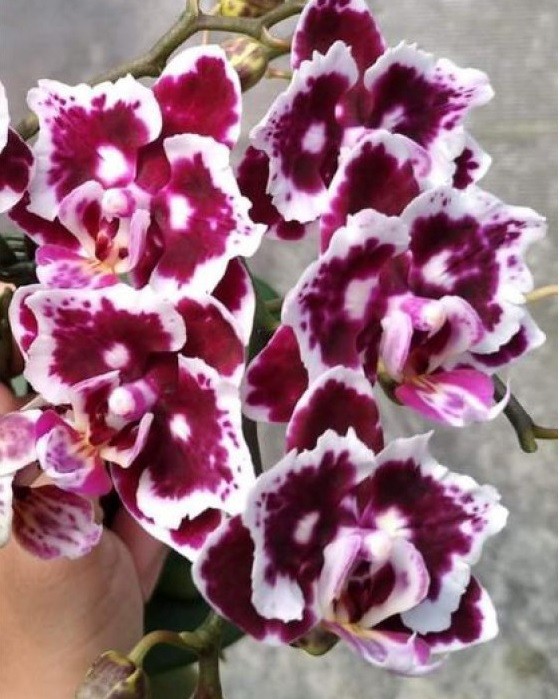 Phal. Formosa Cranberry 'Black and White Queen" var. Peloric