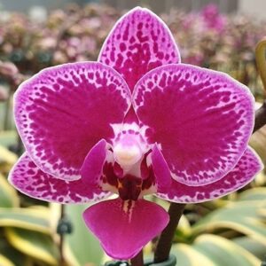 Орхидея Phal. Chia E Yenlin variegata