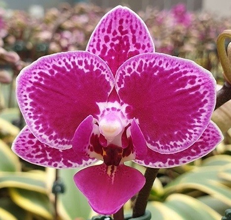 Орхидея Phal. Chia E Yenlin variegata