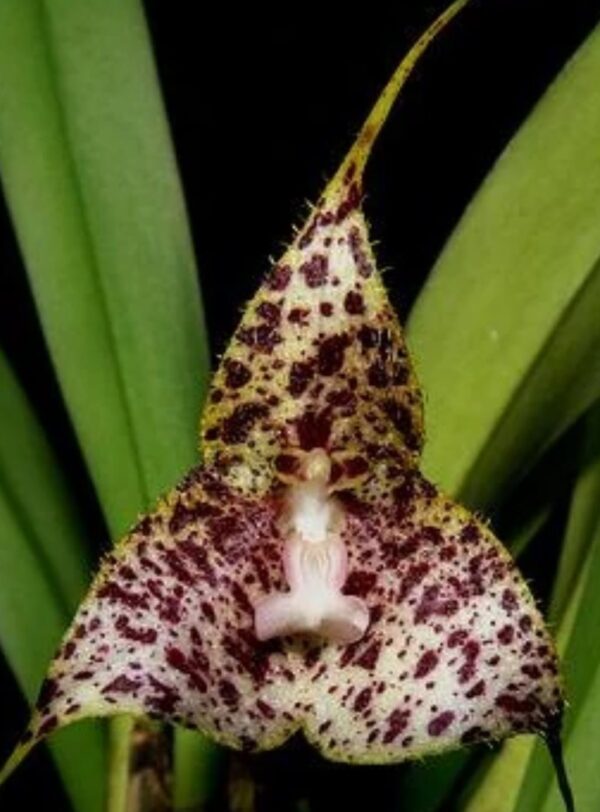 Орхидея Dracula Janetiae