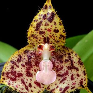 Орхидея Dracula Janetiae