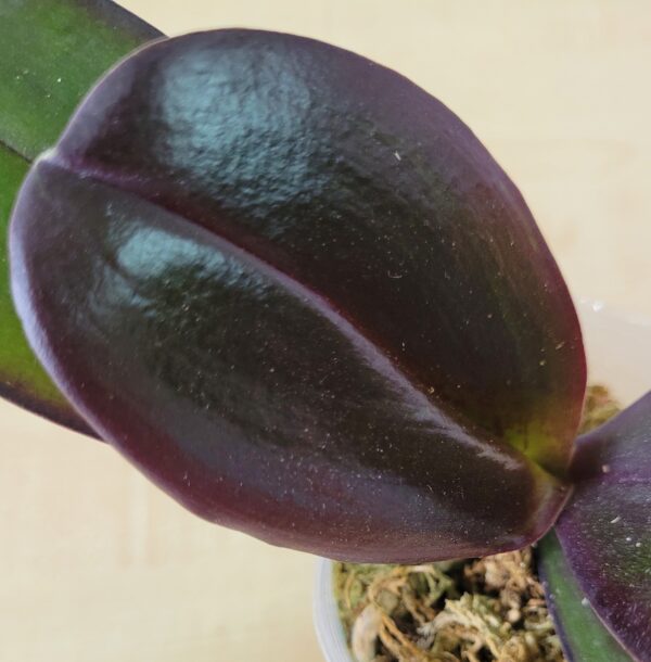 Phal. Salu's Fragrancy — изображение 4