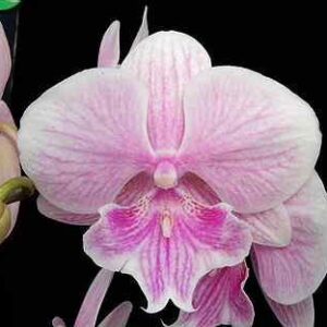Орхидея розовый биглип