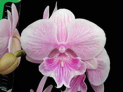 Орхидея розовый биглип
