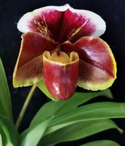 орхидея венерин башмачок